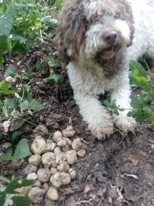 truffe blanche, truffe d'alba