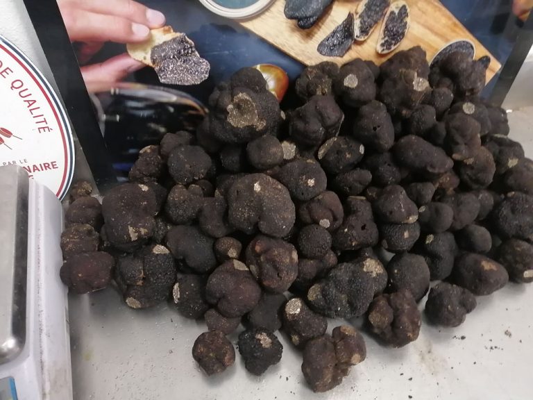 Les truffes noires du Périgord connaissent une baisse de qualité, météo  oblige – L'Express