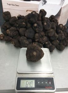 truffe-noire-chili