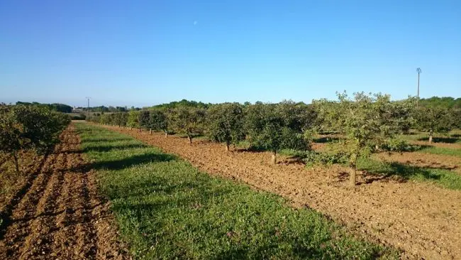 truffière périgord