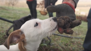 La saison de la truffe noire du Périgord est lancée ! La saison de la truffe noire du Périgord est lancée !
